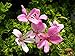 Orange Scented Geranium Live Plant