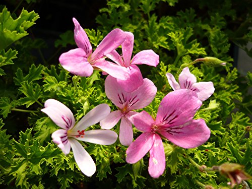 Orange Scented Geranium Live Plant Orange Scented Geranium Live Plant