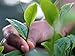 Dilmah | Ceylon Young Hyson Green Tea | T-series Biodegradable 100 Luxury Leaf Sachets in Foil Envelopes | Food Service Pack | 15% More Tea than Retail Pack | 2 Grams Per Sachet
