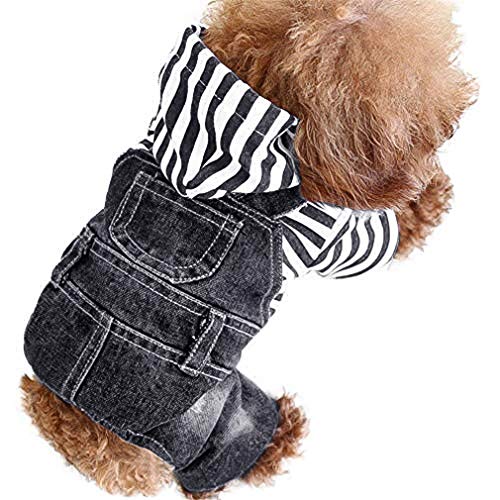 dog in jeans