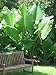 Alocasia Plant "Borneo Giant" Elephant Ear NEW - 2 BULBS