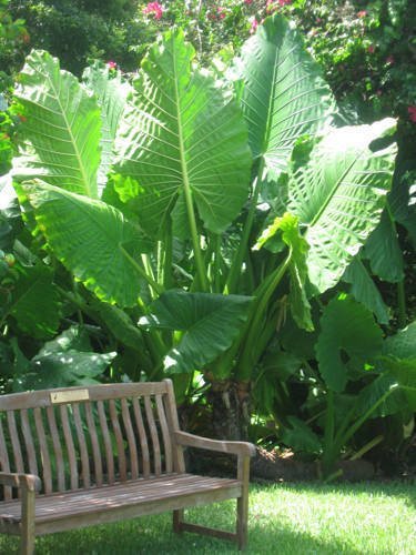 Alocasia Plant 
