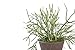 Sustee Medium Refillable Insert Aqua Meter (Green) + 2 Medium Inserts - Plant Moisture Sensor for Potted Plants
