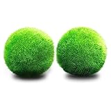 Luffy 2 Marimo Moss Balls - Aesthetically Beautiful & Create Healthy Environment - Eco-Friendly, Low Maintenance & Curbs Algae Growth - Shrimps & Snails Love Them