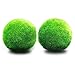 2 Marimo Moss Balls - Aesthetically Beautiful Decor - Shrimps, Snails Love It - Fish Play with It - Child's First Plant Pet - Absorbs Fish Excreta - Clear Water Formula - More Than Just a Live Ball