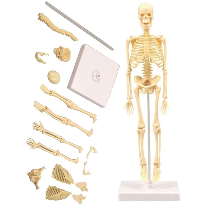 boxoon Human Skeleton Model Kit Realistic Educational Anatomy Skeleton