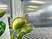 Venus Fly Trap Plant - Carnivorous - 3