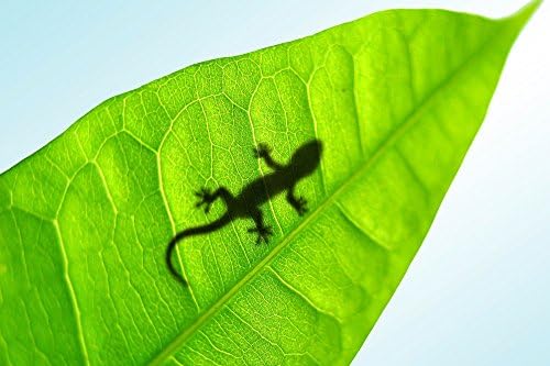 Startonight Glass Wall Art Acrylic Decor Shadow and Green Leaf, 5 Stars Gift 23.62 X 35.43 Inch 100% Original Artwork the Ultimate Wall Art