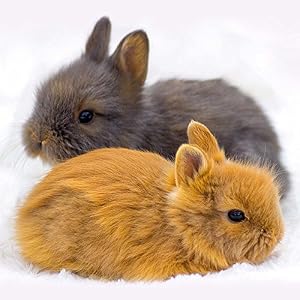 Rabbits