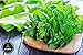 Naturevibe Botanicals Basil Leaves (100gm) [Packaging may vary]