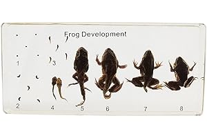 FLYINGBEAN Real Frog Lifecycle Specimens in Resin Paperweight Crafts, Animal Taxidermy Collection for Science Education & Desk Ornament (Frog Lifecycle)