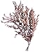 SuperMoss (10002 Dried Flowers, 3.5 oz., Parvifolia, Red