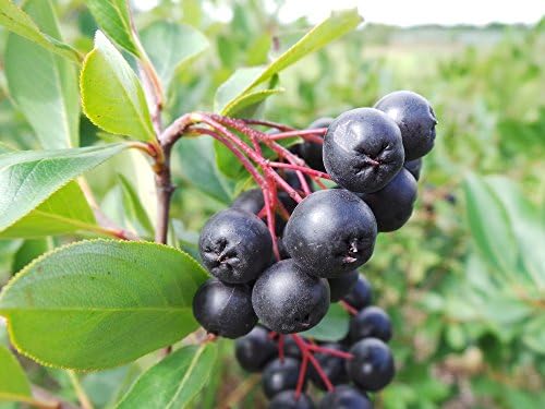 Black Chokeberry - Aronia Melanocarpa - 1 Pkt of 25 seeds - Fruiting Shrub/Berries