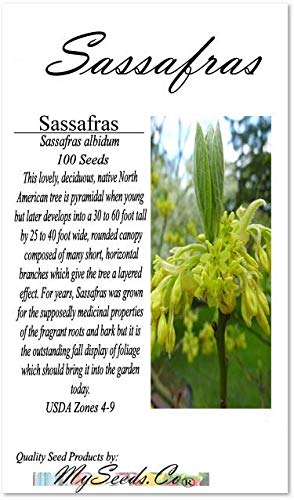 Big Pack 100 Sassafras Sassafras Albidum Seeds Showy Fragrant Flowers Natural Mosquito Repellent Hardy Zones 4 9 By Myseedsco Sassafras - 