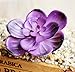 Dutch Brook 5 Pcs Purple Simulation Succulents Artificial Cactus Plants for Home Office Garden Decor (Sent Randomly)
