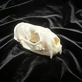 SSTNZHQ Real Mink Skull Specimen | Animals Skull Decor, Natural Bone Taxidermy, Oddity Curio Gothic Decor, Collection