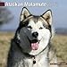 Alaskan Malamute 2013 Wall Calendar #10004-13 by Pet Prints (2012-06-30) by 