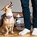 GoodBoy Small Rechargeable Dog Bark Collar for Tiny to Medium Dogs Waterproof and Vibrating Anti Bark Training Device That is Smallest & Most Safe On Amazon - No Shock No Spiky Prongs! (6+ lbs)