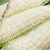 Ohio Heirloom Silver Queen Sweet Corn Seeds - Planting Excellence with 50+ Premium Seeds for Your Garden, Non-GMO, and USDA Certified - Start Growing Today!