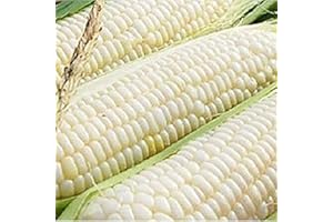 OHIO HEIRLOOM SEEDS Ohio Heirloom Silver Queen Sweet Corn Seeds - Planting Excellence with 50+ Premium Seeds for Your Garden, Non-GMO, and USDA Certified - Start Growing Today!