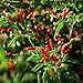 SeedsDirect's Peri-Peri or Pili Pili Hot Pepper Hot Pepper Seeds - 20 Pack - Certified Organic Non - GMO