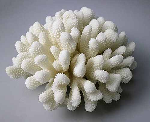 image for COMLZD Cauliflower Coral Statue Decorative Accent Resin Sculpture Disp