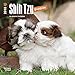 Shih Tzu Puppies 2018 7 x 7 Inch Monthly Mini Wall Calendar, Animal Small Dog Breed Puppies