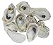 U.S. Shell, 05114 Oyster Shells, 2 to 3 inches, 2