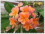 Seeds Shopp 200 pcs/bag Plumeria seeds Rare Exotic Egg Flower Seeds,bonsai plant seeds for home garden