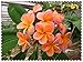Seeds Shopp 200 pcs/bag Plumeria seeds Rare Exotic Egg Flower Seeds,bonsai plant seeds for home garden