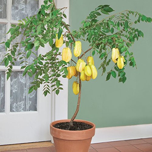 Creative Farmer Live Plant Star Fruit Carambola (Kamranga) Flower And