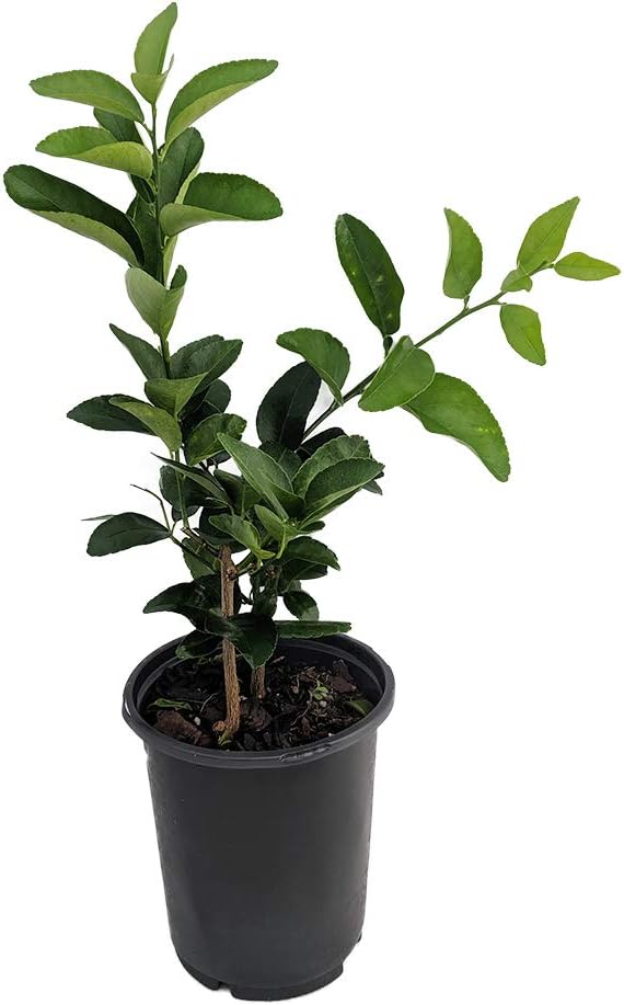 1 Everbearing Persian Lime Tree - 6" Pot