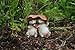 Top Collection Enchanted Story Fairy Garden Hedgehogs Sharing Outdoor Statue