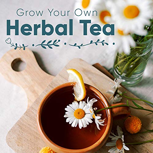 Herbal Tea Seeds Variety Pack 10 Medicinal Herbs Seed Packets