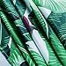 Bathroom Shower Curtain,Creative & Smart Shower Curtain 100% High-Grade Polyester Material,Amazing Exotic Rainforest Banana Leaf Pattern,Heavy-Duty&Repels Water Design,71 X 71 inches