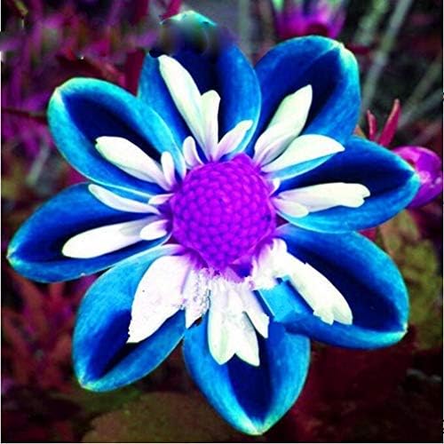 100Pcs Rare Blue and White Point Dahlia Seeds