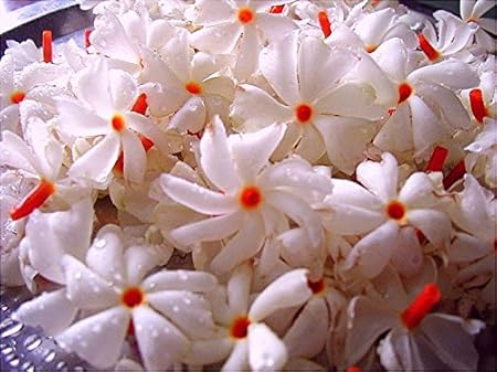 Creative Farmer Exotic Flower Seeds For The Garden Raat Ki Rani Flowering Suitable Flower Plant Seeds Autumn Sun Flower Seeds 10 Seeds Kitchen Garden Seeds Pack