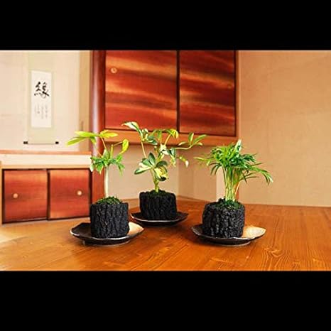 Amazon Co Jp 炭花壇 観葉植物 3種セット ミニ 陶器皿付き Diy 工具 ガーデン