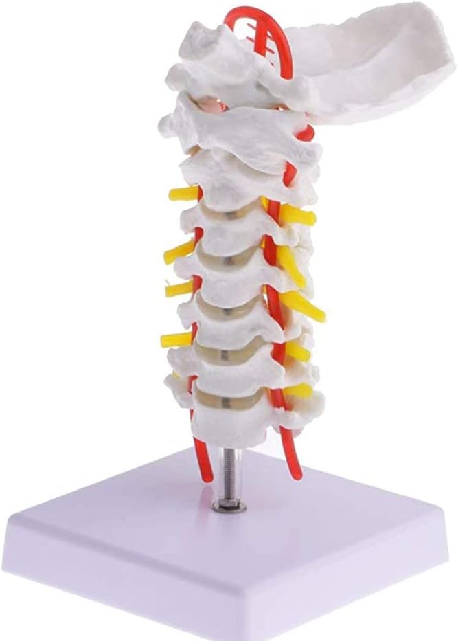 Cervical Spine with Carotid Artery Model-Consisting of Occipital Bone and 7 Cervical Vertebrae-With Cervical Vertebral Artery and Base-—One To One Ratio