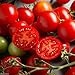 50 Campari Tomato Seeds ,Sweet Juicy, High Sugar Level, Low Acidity!