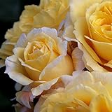 Lone Star Rose Bush Reblooming Yellow Rose Plant Grown Organic Potted - Own Root Easy To Grow