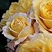 Lone Star Rose Bush Reblooming Yellow Rose Plant Grown Organic Potted - Own Root Easy To Grow
