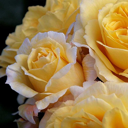 Lone Star Rose Bush Reblooming Yellow Rose Plant Grown Organic Potted - Own Root Easy To Grow