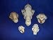 Innoverse Real Bone Coyote Raccoon Muskrat Mink Skunk Skull Taxidermy Bone (All 5 Skulls Combo)