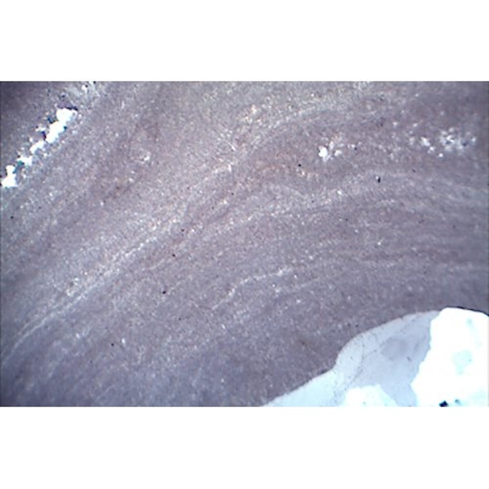 3B Scientific W13153 Thin Sections, Fossils and Meteorites