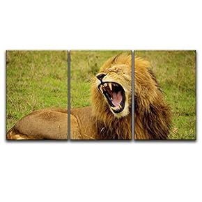 3 Panel Canvas Wall Art - A Lion Lying on Grass Yarning - Giclee Print Gallery Wrap Modern Home Art Ready to Hang - 16"x24" x 3 Panels