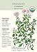 Common Oregano Seeds - 100 mg - Organic by Hirts: Seed; Oregano