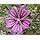 Amazon.com : 20 MAURITANIAN MALVA Mallow Malva sylvestris var