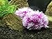 BEGONDIS 2 Pcs Aquarium Decorations Fish Tank Artificial Water Plants Made of Soft Plastic, Safe for All Fish & Petsthumb 2
