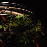 Amtra Crystal Globe 30 cm Hand Blown Glass Fishbowl Aquarium view 6